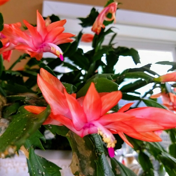 Meet the Posh Ambassador, Patty - Picture 3 of 5